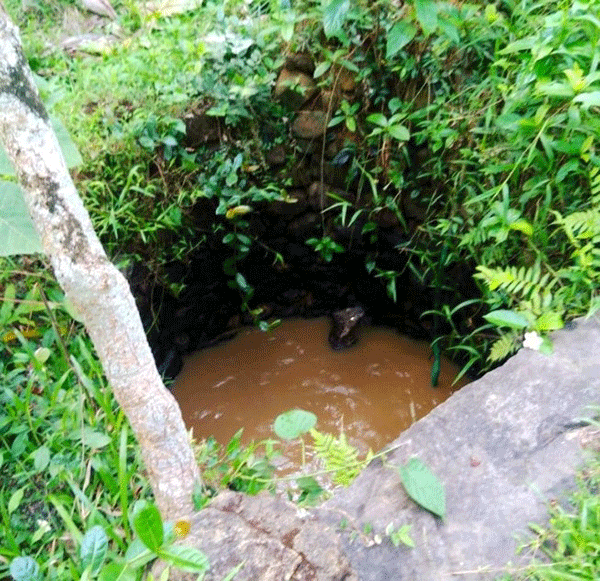 ತುಂಬೆ: ಬಾವಿಗೆ ಬಿದ್ದ ಚಿರತೆಯ ರಕ್ಷಣೆ