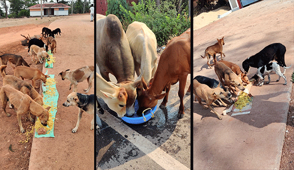 ಪ್ರಾಣಿ ಪ್ರಿಯರಿಂದ ಬೀದಿನಾಯಿಗಳಿಗೆ ಬಾಡೂಟ: ಪ್ರಾಣಿ ಸಂರಕ್ಷಕನಿಂದ ಆಹಾರ ಪೂರೈಕೆ