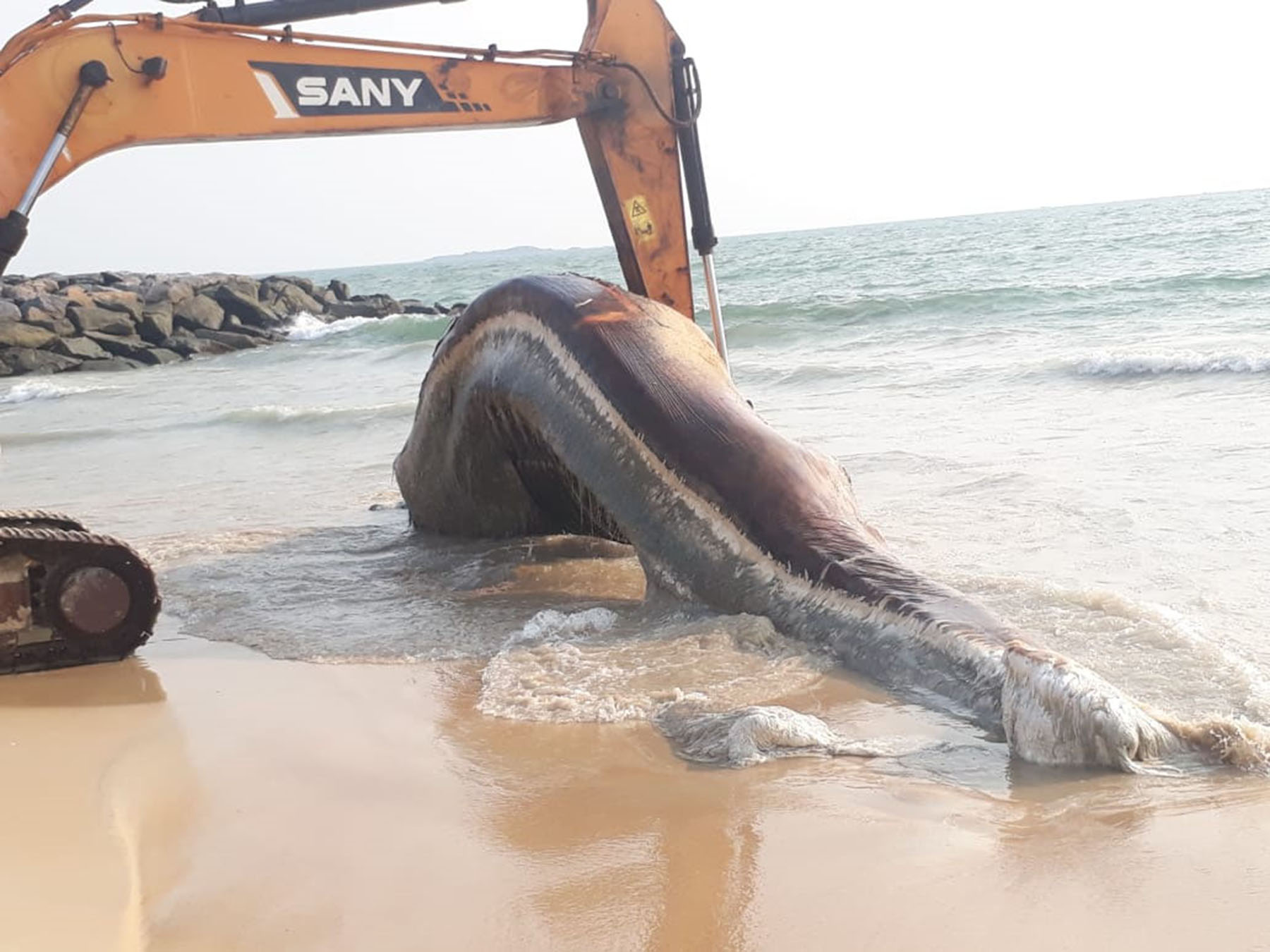 ಪಡುಕೆರೆ ಕಡಲ ತೀರಕ್ಕೆ ಬಂದ ಭಾರೀ ಗಾತ್ರದ ತಿಮಿಂಗಿಲ