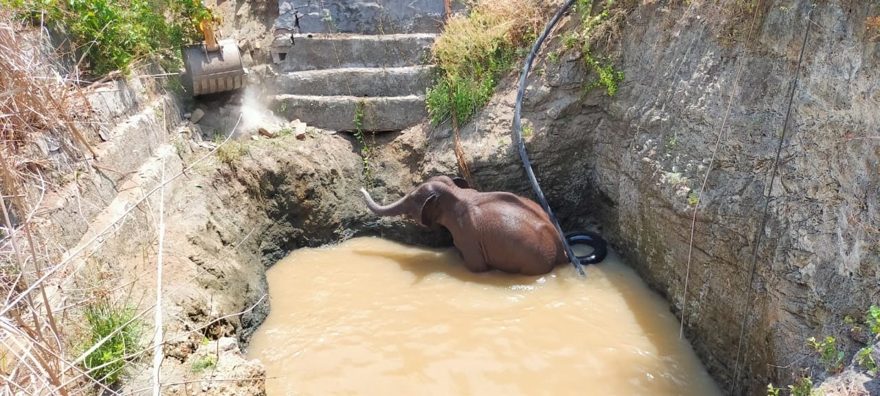 ಹನೂರು: ಬಾವಿಗೆ ಬಿದ್ದ ಕಾಡಾನೆಯ ರಕ್ಷಣೆ