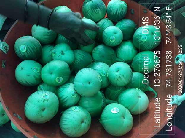 ಮಟ್ಟುಗುಳ್ಳ ಬೆಳೆಗೆ ಮಾರುಕಟ್ಟೆ ವ್ಯವಸ್ಥೆ