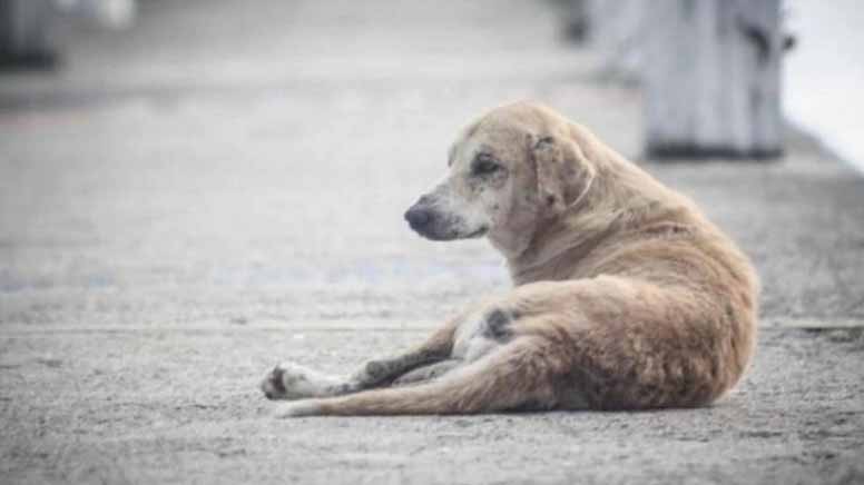 ಲಾಕ್​ಡೌನ್: ಬೀದಿ ನಾಯಿ, ಜಾನುವಾರುಗಳಿಗೆ ಆಹಾರದ ವ್ಯವಸ್ಥೆ ಮಾಡಿದ ಕಲಬುರಗಿ ಮಹಾನಗರ ಪಾಲಿಕೆ