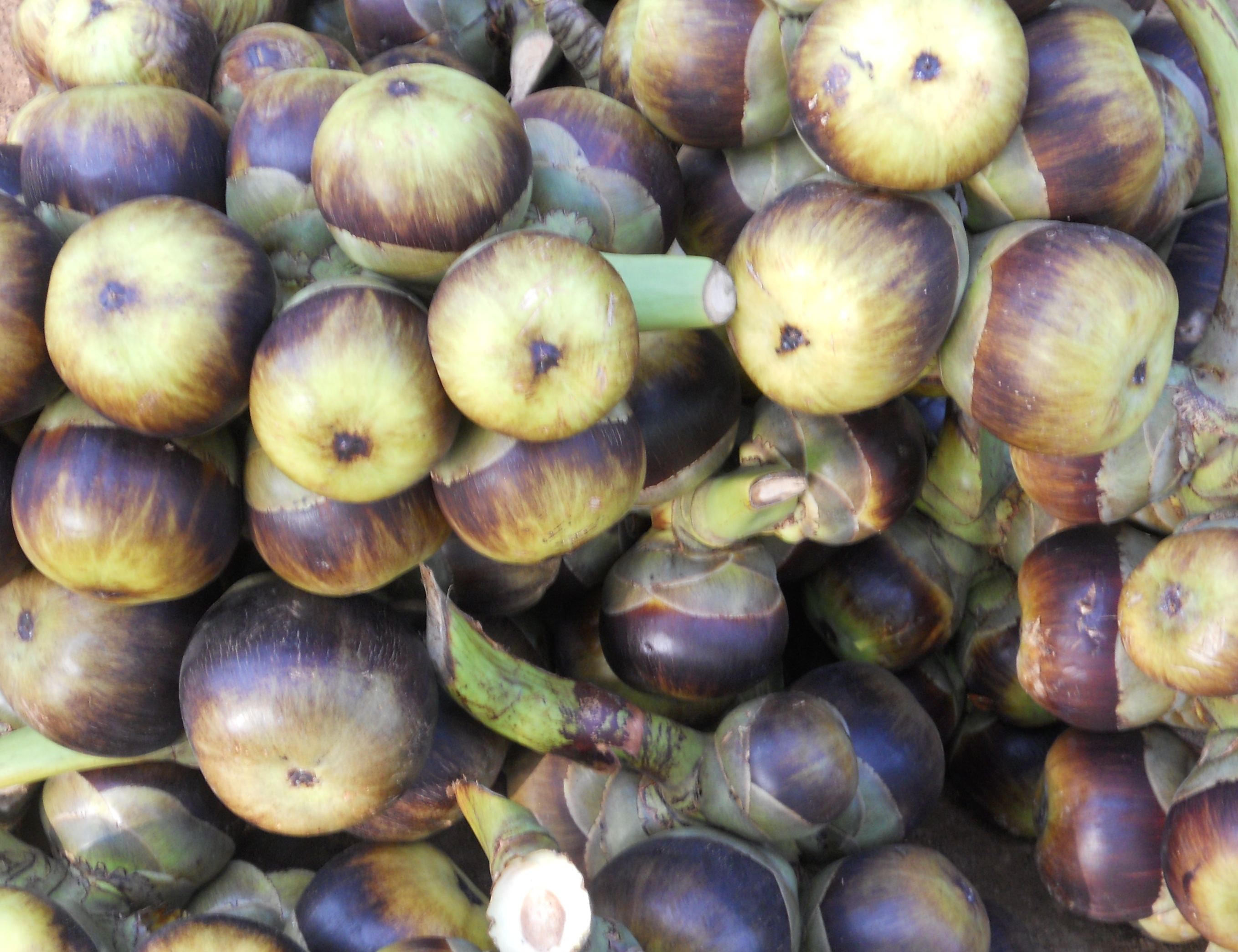 ತಾಟಿನಿಂಗ್ ಬೆಳೆಗಾರರಿಗೆ ಲಾಕ್ ಡೌನ್ ಹೊಡೆತ