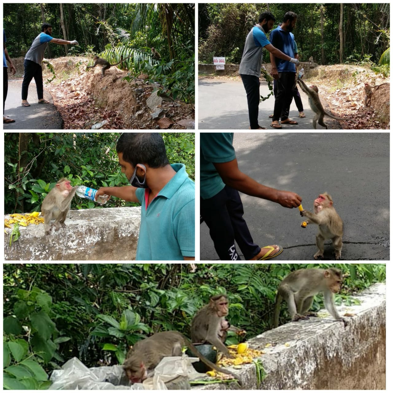 ಚಾರ್ಮಾಡಿ ಘಾಟಿ:  ತಂಡದಿಂದ ಕಾಡು ಪ್ರಾಣಿಗಳಿಗೆ ಆಹಾರ