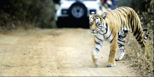 ಅಮೆರಿಕಾದಲ್ಲಿ ಹುಲಿಗೆ ಕೊರೋನ ಸೋಂಕು: ಮೈಸೂರು ಮೃಗಾಲಯದಲ್ಲಿ ಮುಂಜಾಗ್ರತೆ