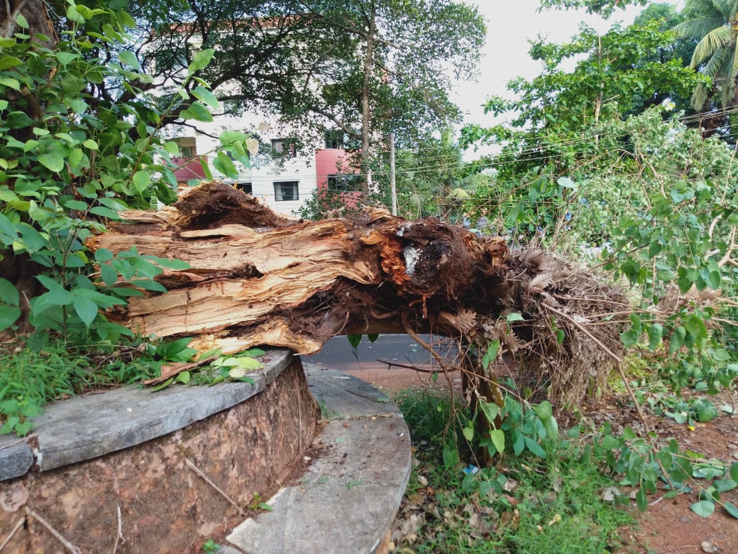 ಉಡುಪಿ: ಭಾರೀ ಗಾಳಿ ಮಳೆಗೆ ಧರೆಗೆ ಉರುಳಿದ ಬೃಹತ್ ಮರ