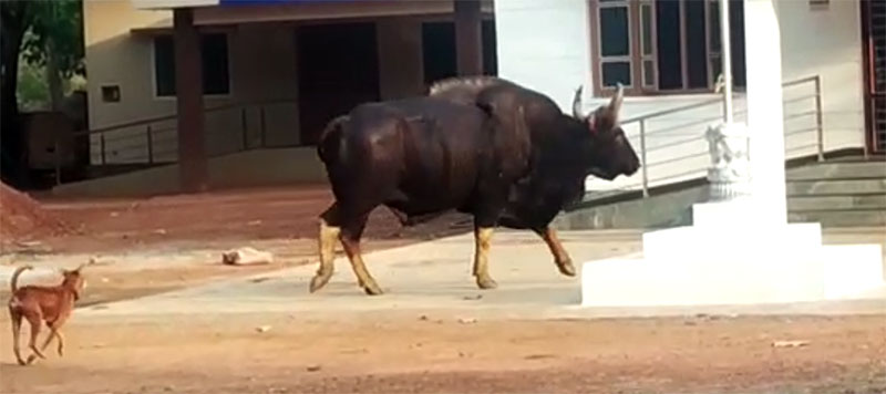 ಉಡುಪಿ: ಕುಕ್ಕೆಹಳ್ಳಿ ರಸ್ತೆ ಬದಿ ಕಾಡುಕೋಣ ಪ್ರತ್ಯಕ್ಷ !