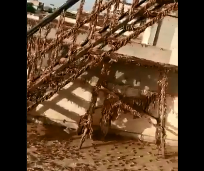 ಭಾರತ ಪ್ರವೇಶಿಸಿದ ಮರುಭೂಮಿ ಮಿಡತೆಗಳು: ಜೈಪುರದಲ್ಲಿ 5 ಲಕ್ಷ ಹೆಕ್ಟೇರ್ ಬೆಳೆ ನಾಶ