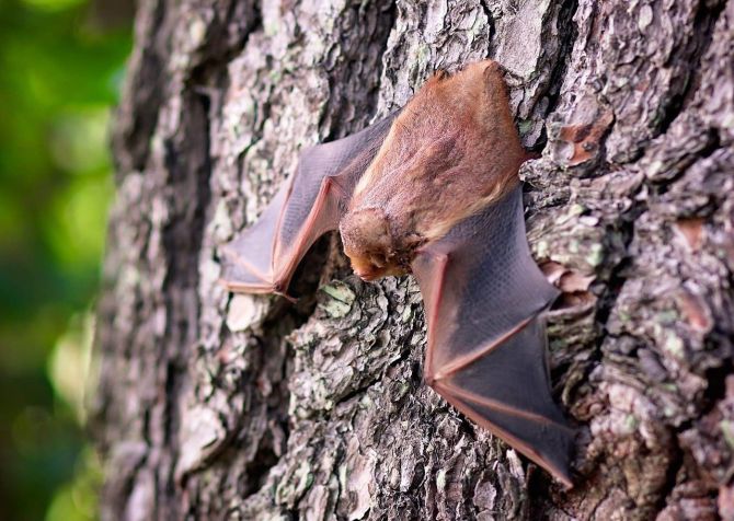 ಉತ್ತರಪ್ರದೇಶದ ಗೋರಖ್‌ಪುರದಲ್ಲಿ ನೂರಾರು ಸತ್ತ ಬಾವಲಿಗಳು ಪತ್ತೆ, ಜನರಲ್ಲಿ ಆತಂಕ