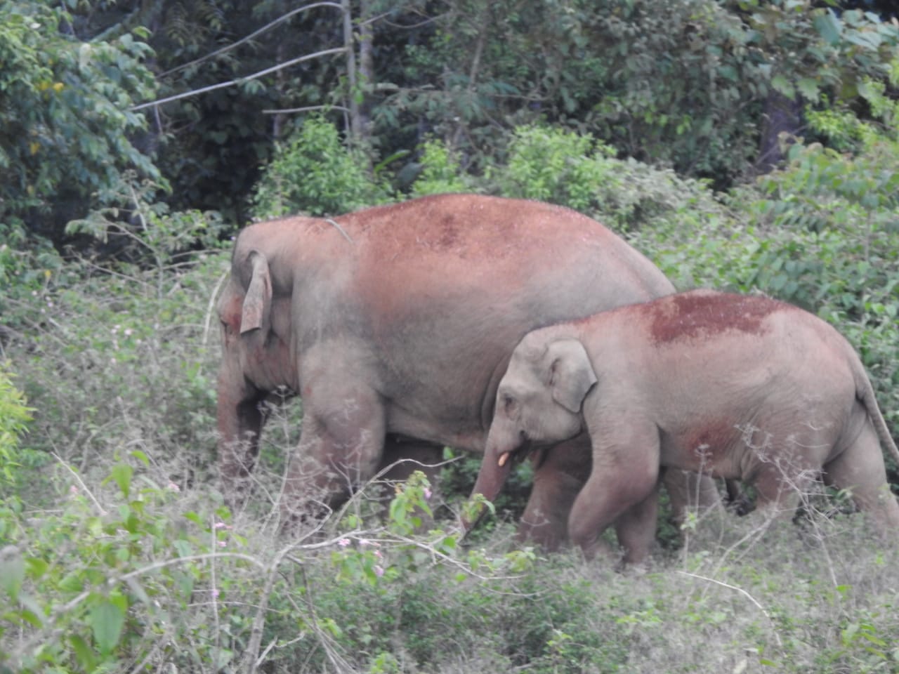 ಮೂಡಿಗೆರೆ: ಕಾಡಾನೆಗಳ ಕಾಟಕ್ಕೆ ಕಂಗಾಲಾದ ರೈತರು, ಕಾಫಿ ಬೆಳೆಗಾರರು