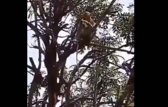 ಉ.ಪ್ರದೇಶ: ಮೂವರು ಕೊರೋನ ರೋಗಿಗಳ ರಕ್ತದ ಸ್ಯಾಂಪಲ್ ಕದ್ದೊಯ್ದ ಕೋತಿ