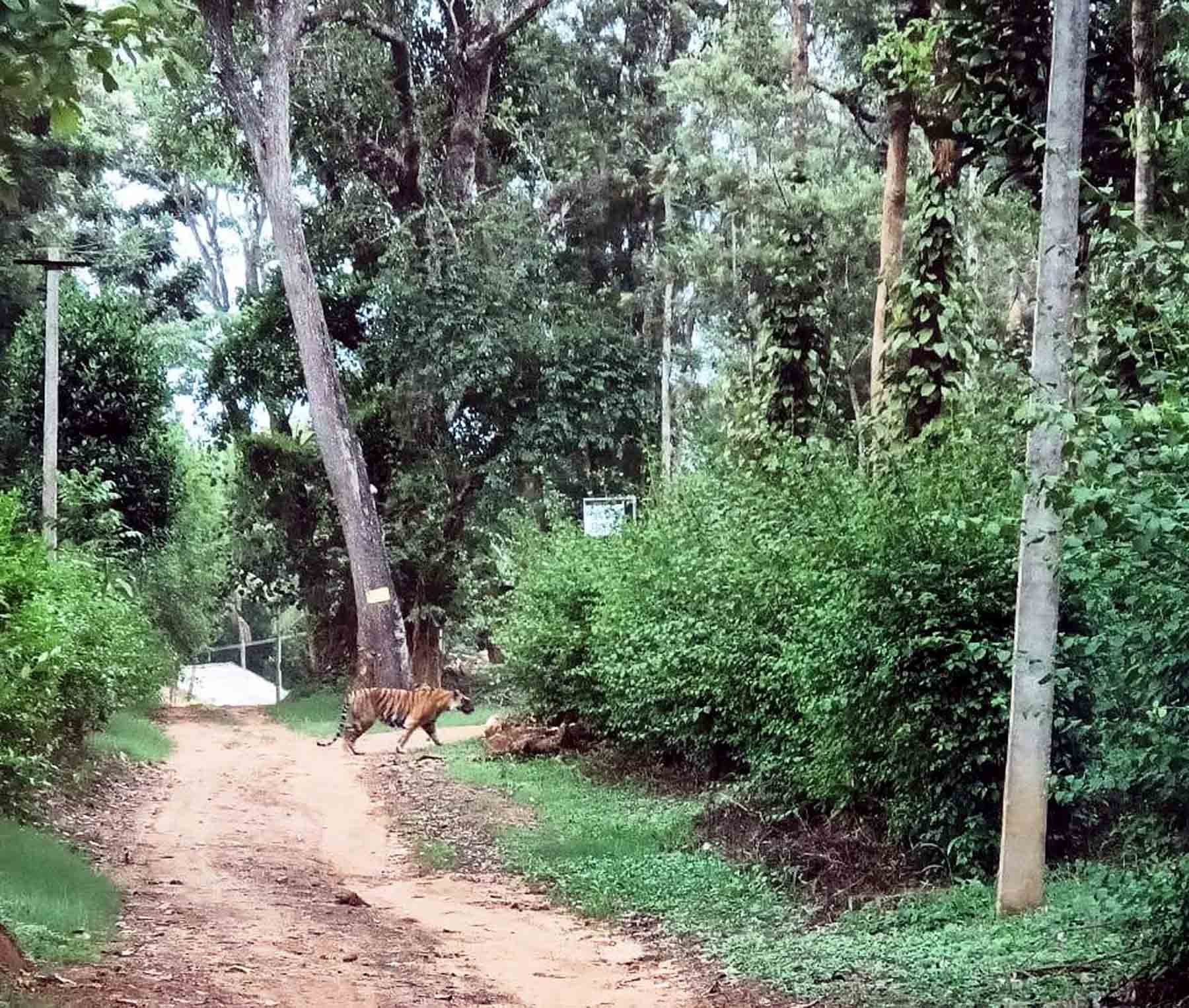 ಮಡಿಕೇರಿ: ಬಾಳೆಲೆ ದೇವನೂರು ಗ್ರಾಮದಲ್ಲಿ ಹುಲಿ ಪ್ರತ್ಯಕ್ಷ; ಸ್ಥಳೀಯರಲ್ಲಿ ಆತಂಕ