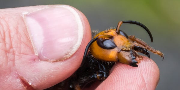 ಕೊರೋನ ಹಾವಳಿ ಜತೆಗೆ ಅಮೆರಿಕಾಗೆ ‘ಮರ್ಡರ್ ಹಾರ್ನೆಟ್ಸ್’ ಆತಂಕ !