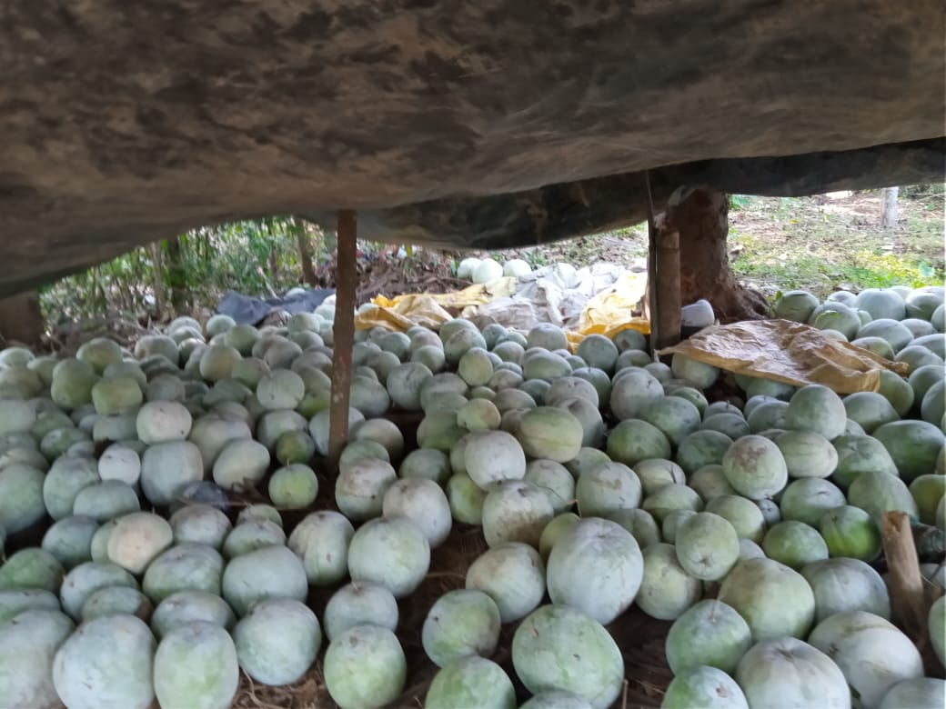 ಬೂದಿ ಕುಂಬಳ ಬೆಳೆದ ರೈತ ಮಹಿಳೆಯ ಸಂಕಷ್ಟ: ಖರೀದಿಗೆ ಮೊರೆ