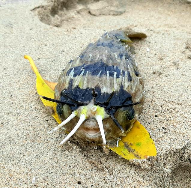 ಕಾರವಾರ: ಅಪರೂಪದ ಮುಳ್ಳುಹಂದಿ ಮೀನು ಪತ್ತೆ