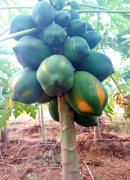 ಲಾಕ್‌ಡೌನ್‌ನಿಂದಾಗಿ ತಲೆಕೆಳಗಾದ ಅನ್ನದಾತನ ಲೆಕ್ಕಾಚಾರ : ಪಪ್ಪಾಯಿ ಬೆಳೆದು ಕಂಗಾಲಾದ ಮುಂಡರಗಿ ಬಸವರಾಜ