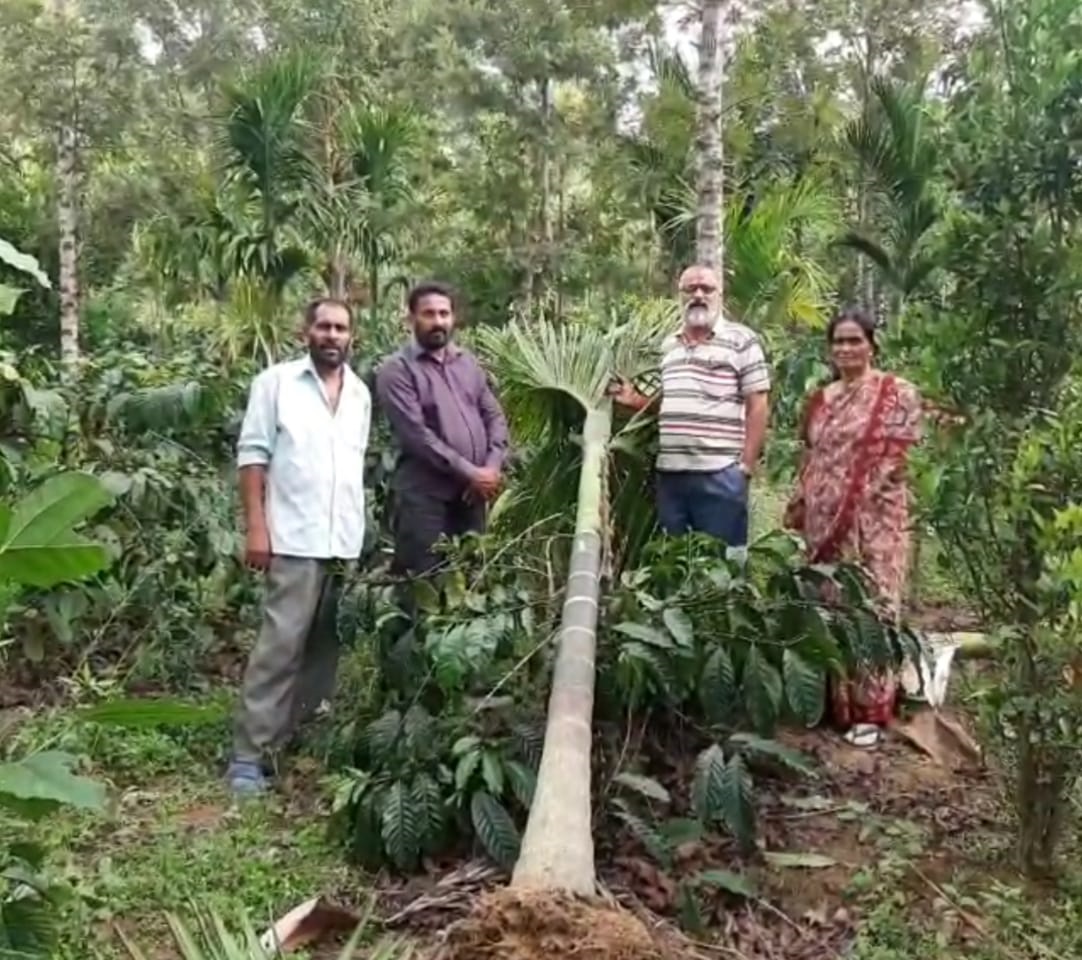 ಚೆಟ್ಟಳ್ಳಿಯಲ್ಲಿ ಮಿತಿ ಮೀರಿದ ಕಾಡಾನೆ ಹಾವಳಿ: ಸೂಕ್ತ ಕ್ರಮಕ್ಕೆ ಆಗ್ರಹ