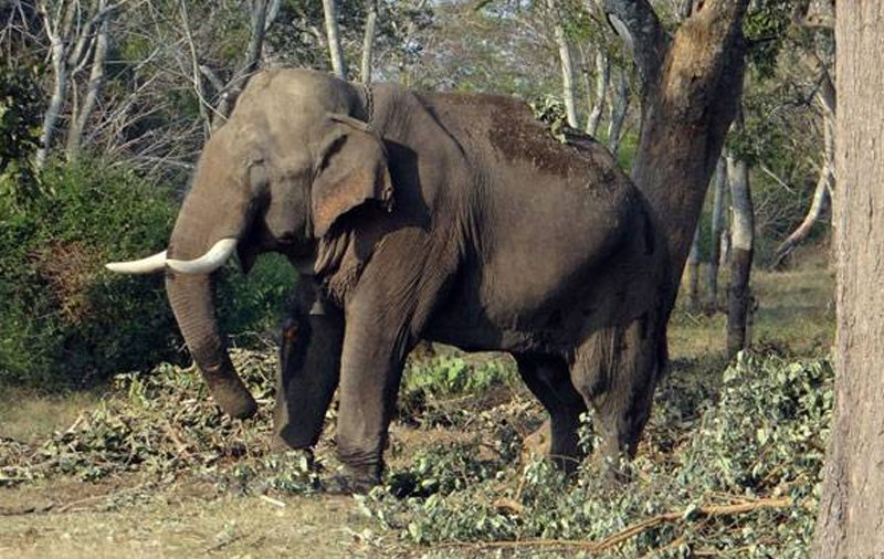 ಎರಡು ಆನೆಗಳಿಗೆ 5 ಕೋಟಿ ರೂ. ಮೌಲ್ಯದ ಆಸ್ತಿ ಬರೆದಿಟ್ಟ ವ್ಯಕ್ತಿ: ಕಾರಣವೇನು ಗೊತ್ತೇ?