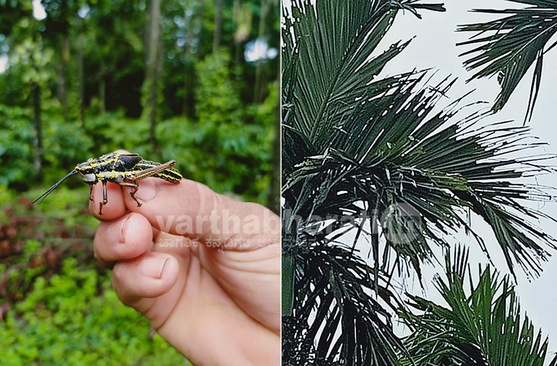 ಚಿಕ್ಕಮಗಳೂರಿಗೂ ಕಾಲಿಟ್ಟ ಮಿಡತೆ ಹಾವಳಿ: ಶೃಂಗೇರಿ ತಾಲೂಕಿನ ಅಡಿಕೆ ತೋಟಗಳಲ್ಲಿ ಮಿಡತೆಗಳ ಹಿಂಡು