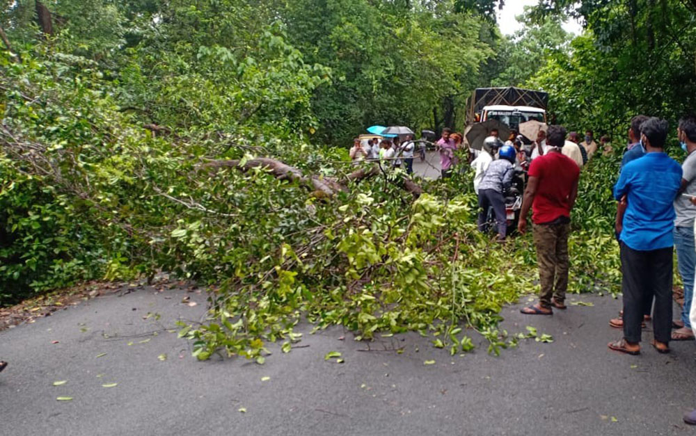 ಬಾಳೇಬರೆ ಘಾಟಿಯಲ್ಲಿ ಉರುಳಿದ ಮರ: ಸಂಚಾರಕ್ಕೆ ಅಡ್ಡಿ