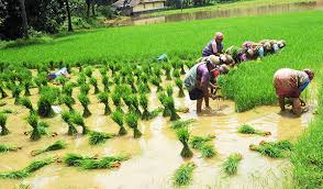 ದ.ಕ.ಜಿಲ್ಲೆಯಲ್ಲಿ ಭತ್ತ ಕೃಷಿ ಚಟುವಟಿಕೆ ಆರಂಭ: 10,260 ಹೆಕ್ಟೇರ್ ಗುರಿ