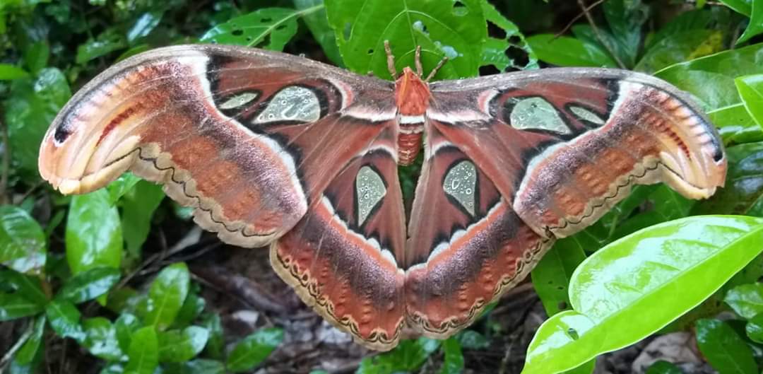 ಶಿರ್ವ ಸಮೀಪ ಜಗತ್ತಿನ ಬೃಹತ್ ಗಾತ್ರದ ‘ಅಟ್ಲಾಸ್ ಮೋತ್’ ಪತ್ತೆ