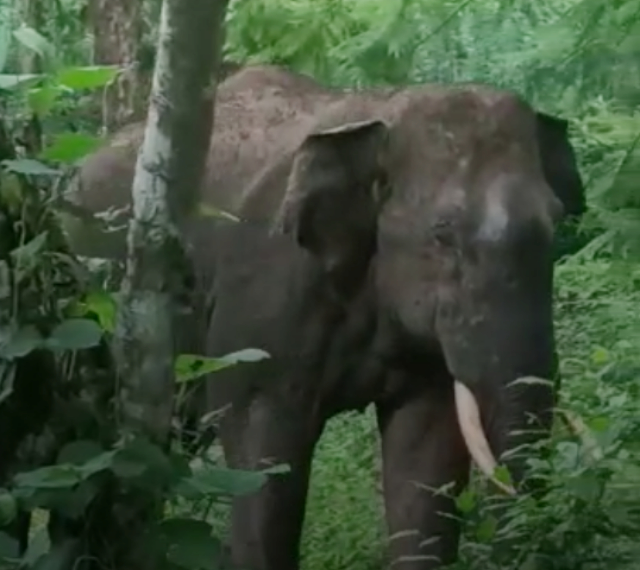 ಮಡಿಕೇರಿ: ತೋಟ ಬಿಟ್ಟು ಕದಲದ ಕಾಡಾನೆ; ಇಂದು ಮತ್ತೆ ಕಾರ್ಯಾಚರಣೆ