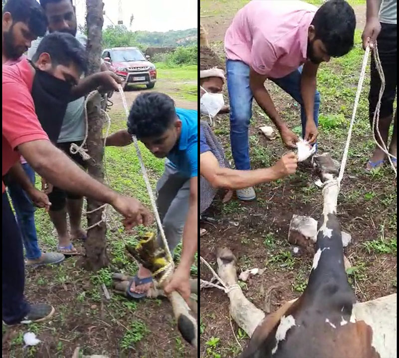 ಕೊಣಾಜೆ: ಮೂಕ ಪ್ರಾಣಿಯ ನೋವಿಗೆ ಸ್ಪಂದಿಸಿದ ಯುವಕರು