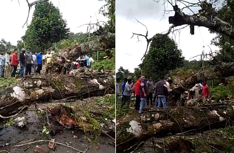 ಚಿಕ್ಕಮಗಳೂರು ಜಿಲ್ಲೆಯ ಹಲವೆಡೆ ಭಾರೀ ಮಳೆ: ಬೃಹತ್ ಮರಗಳು, ವಿದ್ಯುತ್ ಕಂಬಗಳು ಧರೆಗೆ