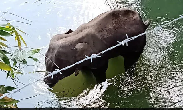 ಪಟಾಕಿ ತುಂಬಿದ್ದ ಅನಾನಸು ನೀಡಿದ ಕಿಡಿಗೇಡಿಗಳು: ಸ್ಫೋಟದಿಂದ ಗಾಯಗೊಂಡು ನದಿ ನೀರಲ್ಲೇ ಅಸುನೀಗಿದ ಗರ್ಭಿಣಿ ಆನೆ