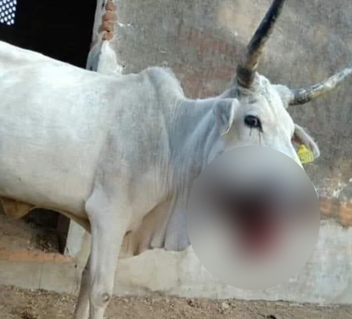 ಗರ್ಭಿಣಿ ಹಸುವಿಗೆ ಸ್ಫೋಟಕ ತಿನ್ನಲು ಕೊಟ್ಟಿದ್ದ ಆರೋಪ: ಓರ್ವನ ಬಂಧನ