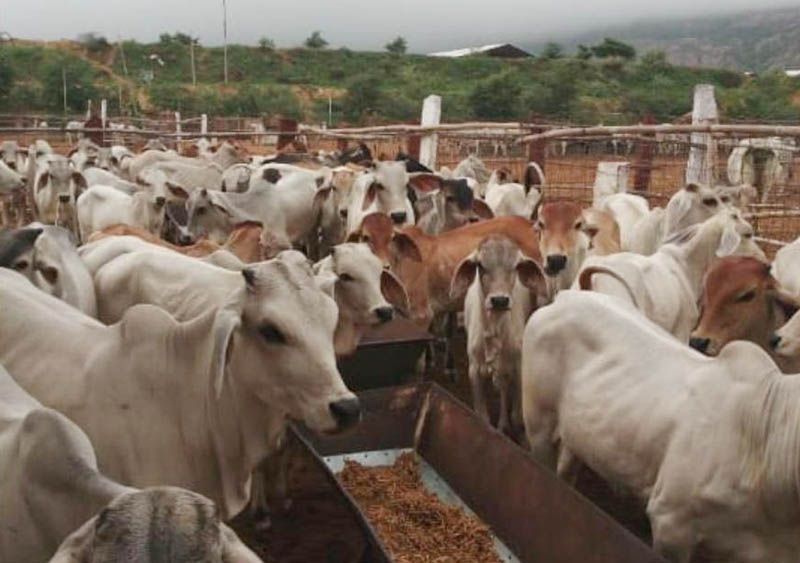 ಜಾನುವಾರು ಮೇವಿನ ಹಣ ಪಾವತಿ ಬಾಕಿ: ಸರಕಾರದ ಖಜಾನೆ ಖಾಲಿಯಾಗಿದೆಯೇ ?