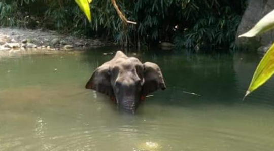 ಪಟಾಕಿ ತುಂಬಿದ್ದ ಹಣ್ಣನ್ನು ಆನೆ ಆಕಸ್ಮಿಕವಾಗಿ ತಿಂದಿರಬಹುದು: ಕೇಂದ್ರ ಪರಿಸರ ಸಚಿವಾಲಯ