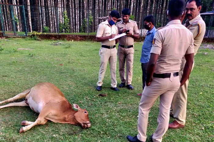 ಚಿಕ್ಕಮಗಳೂರು: ವಿಷ ಬೆರೆಸಿದ್ದ ಹಲಸಿನ ಹಣ್ಣು ತಿಂದು ಮೂರು ದನಗಳು ಸಾವು
