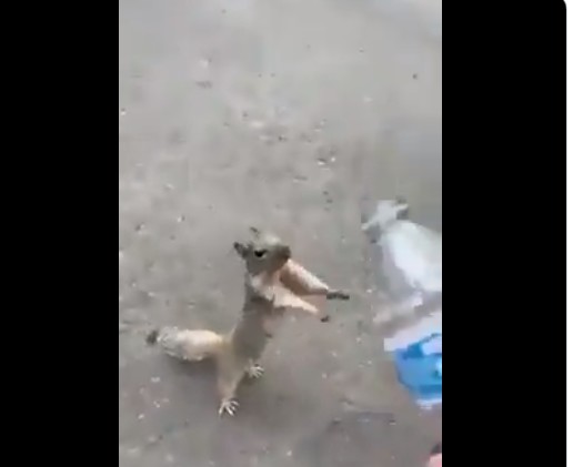 ಬಾಟಲಿಯಲ್ಲಿದ್ದ  ನೀರಿಗಾಗಿ ಮೊರೆಯಿಟ್ಟ ಅಳಿಲು: ಮನಕಲಕುವ ವಿಡಿಯೋ ವೈರಲ್