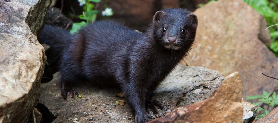 ಕೊರೋನ ಸೋಂಕಿಗೊಳಗಾದ ಮಿಂಕ್: ಒಂದು ಲಕ್ಷದಷ್ಟು ಪ್ರಾಣಿಗಳ ಸಾಮೂಹಿಕ ಹತ್ಯೆಗೆ ಆದೇಶಿಸಿದೆ ಈ ದೇಶ!