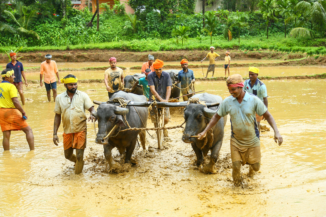 ಉಪ್ಪಿನಂಗಡಿ: ಸಾಂಪ್ರದಾಯಿಕ ಶೈಲಿಯಲಿ ಗದ್ದೆ ನಾಟಿಯ ಸಂಭ್ರಮ