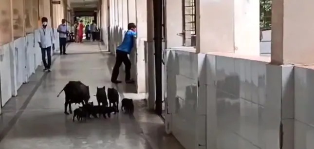 ಕಲಬುರಗಿ: ಕೋವಿಡ್ 19 ಆಸ್ಪತ್ರೆಯಲ್ಲಿ ಅಡ್ಡಾಡುತ್ತಿದ್ದ ಹಂದಿಗಳ ಗುಂಪು!