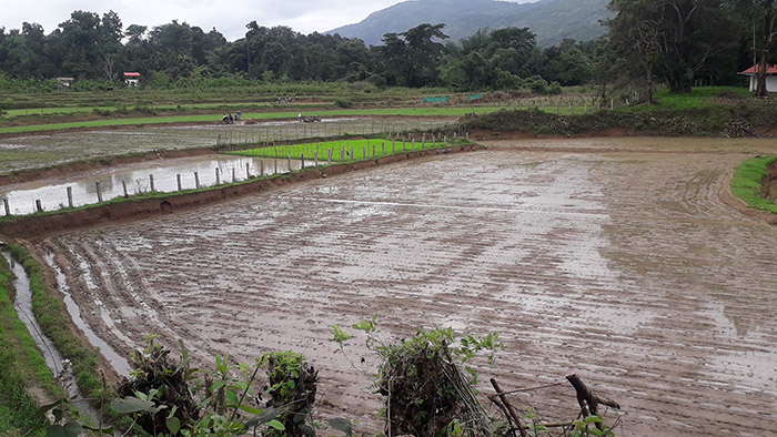 ಮಲೆನಾಡಿನಲ್ಲಿ ಬಿಡುವು ನೀಡಿದ ಮಳೆ: ಭತ್ತ, ಕಾಫಿ, ಅಡಿಕೆ ತೋಟಗಳಲ್ಲಿ ಕೃಷಿ ಕೆಲಸ ಚುರುಕು