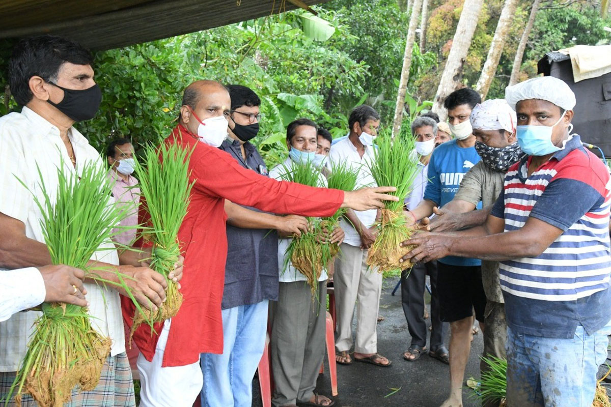 ಹಡಿಲು ಗದ್ದೆ ಕೃಷಿ ಅಭಿಯಾನ ಸಮಾರೋಪ