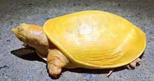 ಒಡಿಶಾ: ಹಳ್ಳಿಯ ಜನರಿಗೆ ಅಚ್ಚರಿ ಮೂಡಿಸಿದ ಅಪರೂಪದ ಆಮೆ