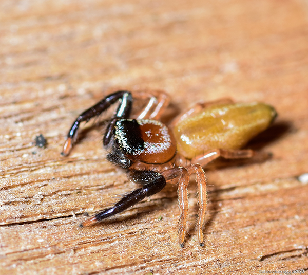 ಕೋವಿಡ್-19 ಮಧ್ಯೆ ಭಾರತದಲ್ಲಿ ಹೊಸ ಜಿಗಿಯುವ ಜೇಡ ಪತ್ತೆ