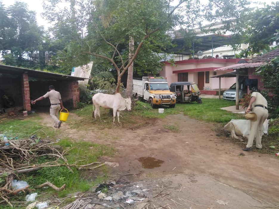 ಅಕ್ರಮ ಜಾನುವಾರು ಸಾಗಾಟ ಪತ್ತೆ: ಮೂವರ ಬಂಧನ, 4 ಜಾನುವಾರುಗಳ ರಕ್ಷಣೆ