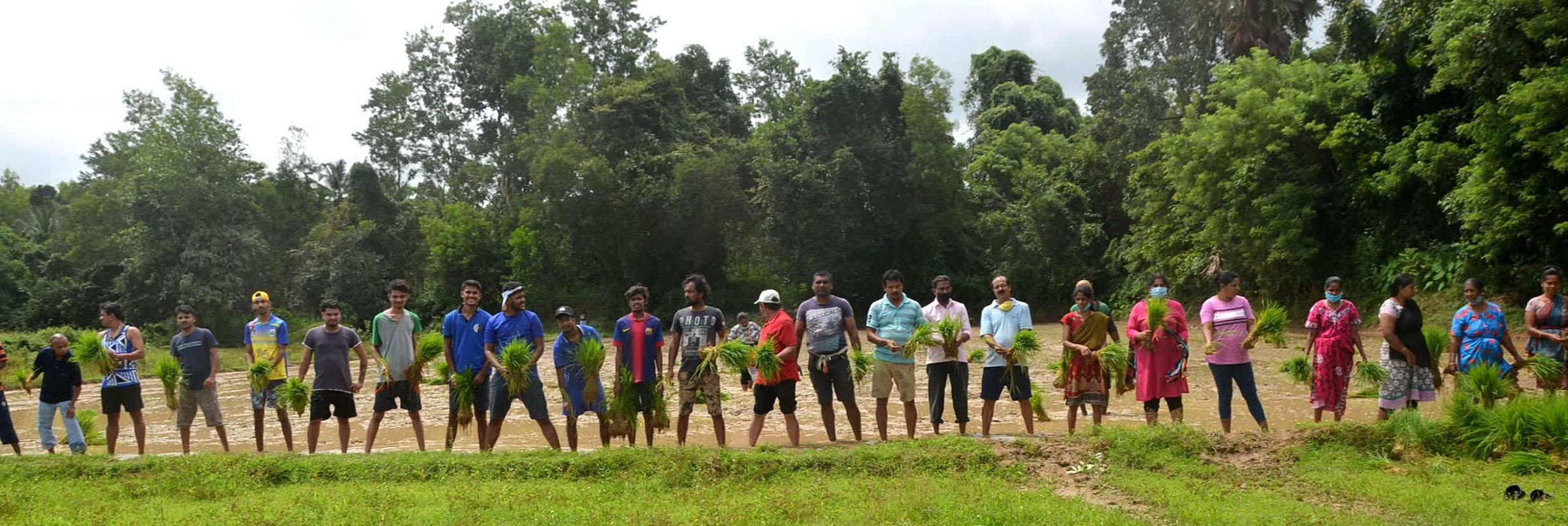ಉಡುಪಿ: ಬಡವರಿಗೆ ಅಕ್ಕಿ ವಿತರಿಸಲು ನೇಜಿ ನೆಡುವ ಕಾರ್ಯಕ್ಕೆ ಚಾಲನೆ