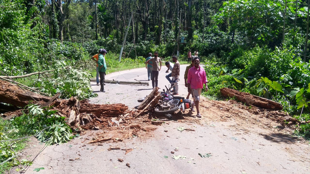 ಚಲಿಸುತ್ತಿದ್ದ ಬೈಕ್ ಮೇಲೆ ಮರ ಬಿದ್ದು ಸವಾರನಿಗೆ ಗಾಯ