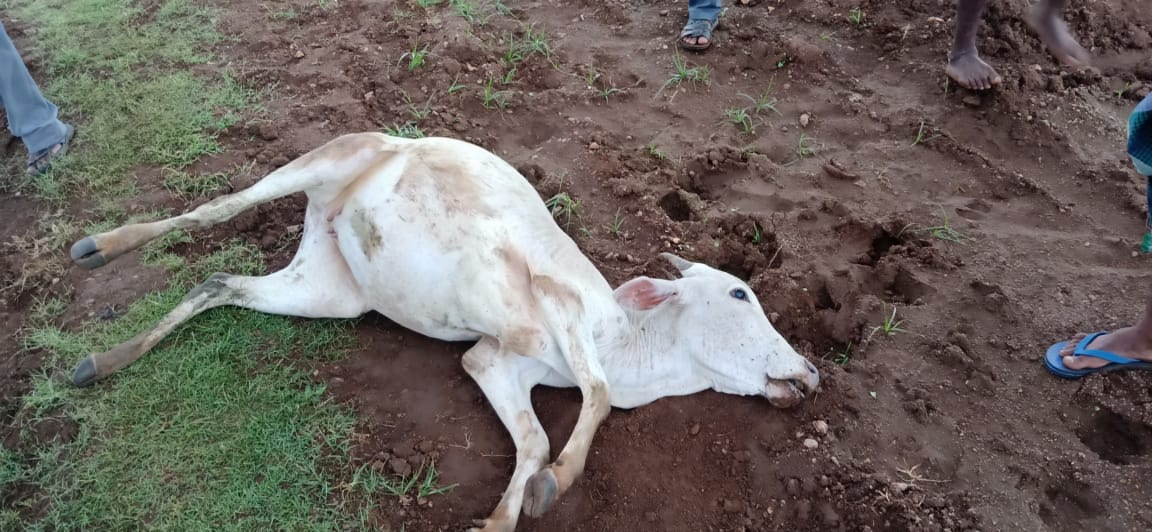 ಹನೂರು: 10 ಜಾನುವಾರುಗಳು ಸಾವು; ವಿಷ ಮಿಶ್ರಿತ ಮೇವು ಸೇವಿಸಿರುವ ಶಂಕೆ