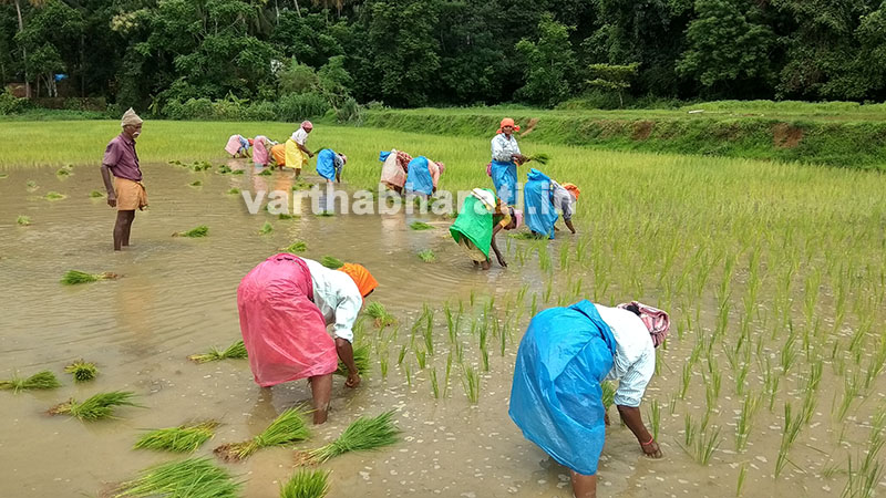 ಮಂಗಳೂರು: ​ದಣಿವರಿಯದ ವೃದ್ಧನಿಂದ ಭತ್ತದ ಬೇಸಾಯ
