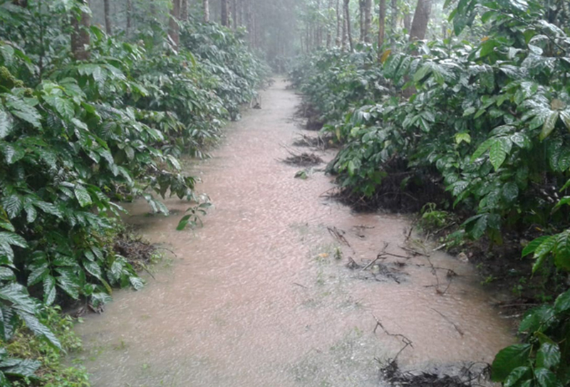 ಪ್ರಾಕೃತಿಕ ವಿಕೋಪ: ಕೊಡಗಿನಲ್ಲಿ 35,700 ಹೆಕ್ಟೇರ್ ಪ್ರದೇಶದ ಕೃಷಿ, ತೋಟಗಾರಿಕಾ ಬೆಳೆಗೆ ಹಾನಿ