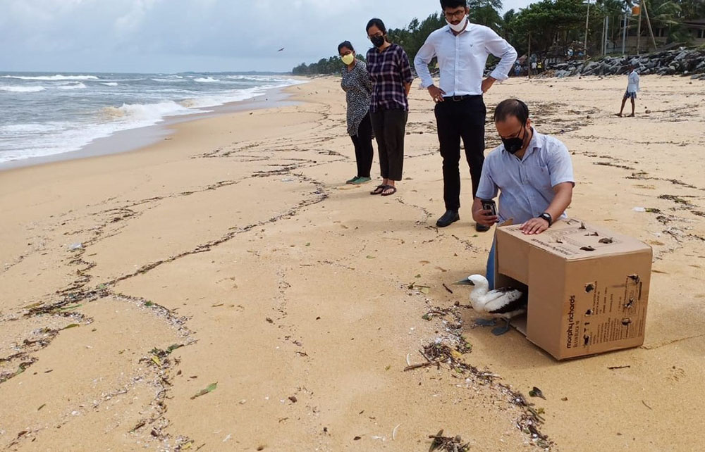 ಗಾಯಗೊಂಡ ಕಡಲ ಹಕ್ಕಿಯ ರಕ್ಷಣೆ