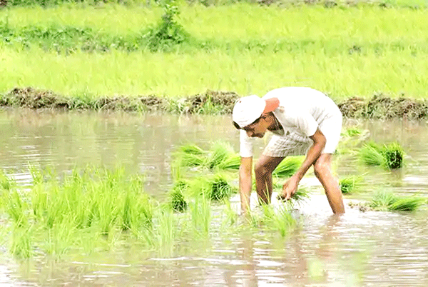 ಕೃಷಿ ಮತ್ತು ಕೃಷಿಕ ಒಂಟಿಯಲ್ಲ!